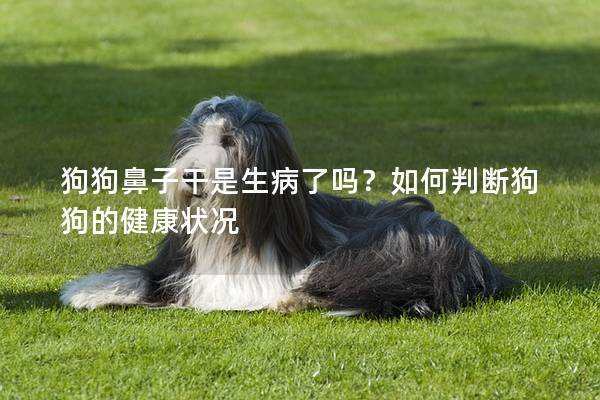 狗狗鼻子干是生病了吗？如何判断狗狗的健康状况