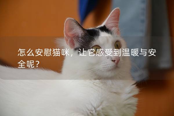 怎么安慰猫咪，让它感受到温暖与安全呢？