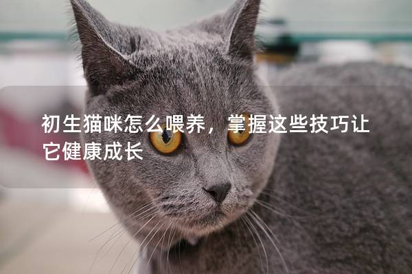 初生猫咪怎么喂养，掌握这些技巧让它健康成长