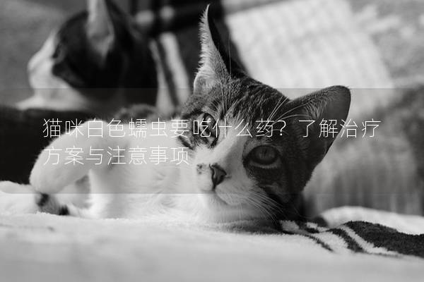 猫咪白色蠕虫要吃什么药？了解治疗方案与注意事项