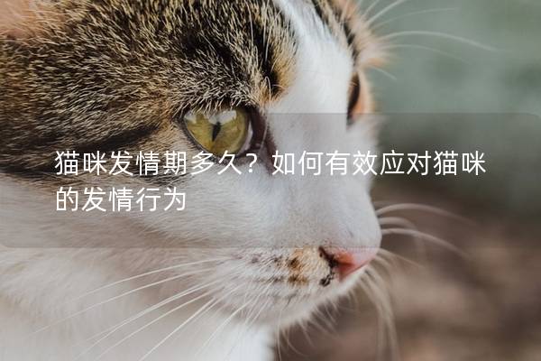 猫咪发情期多久？如何有效应对猫咪的发情行为