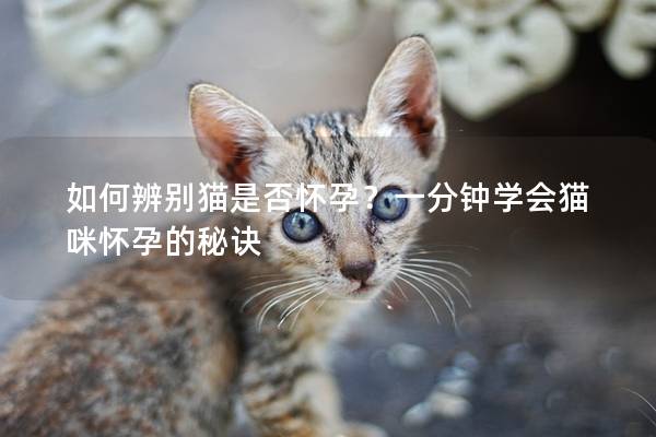 如何辨别猫是否怀孕？一分钟学会猫咪怀孕的秘诀