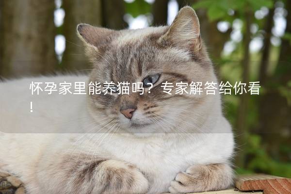 怀孕家里能养猫吗？专家解答给你看!