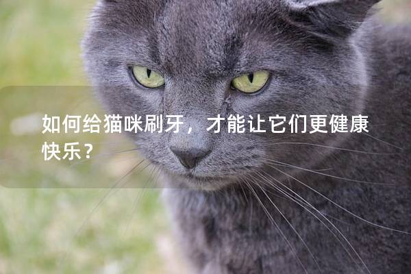 如何给猫咪刷牙，才能让它们更健康快乐？