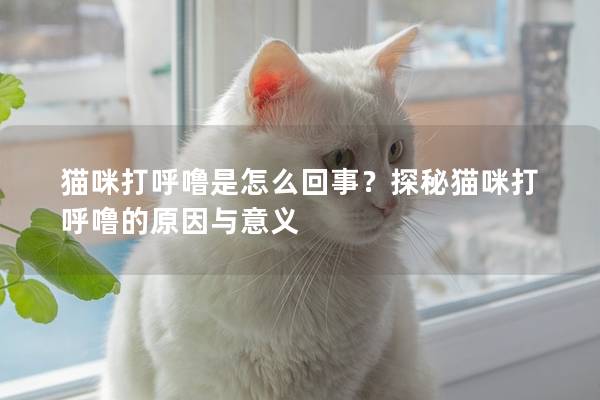 猫咪打呼噜是怎么回事？探秘猫咪打呼噜的原因与意义