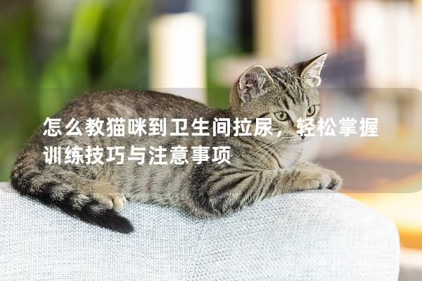 怎么教猫咪到卫生间拉尿，轻松掌握训练技巧与注意事项