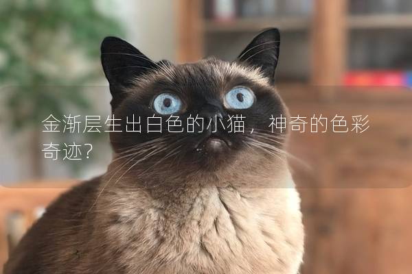 金渐层生出白色的小猫，神奇的色彩奇迹？