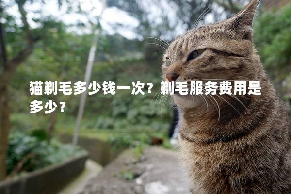 猫剃毛多少钱一次？剃毛服务费用是多少？