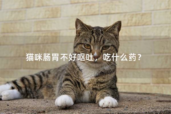 猫咪肠胃不好呕吐，吃什么药？