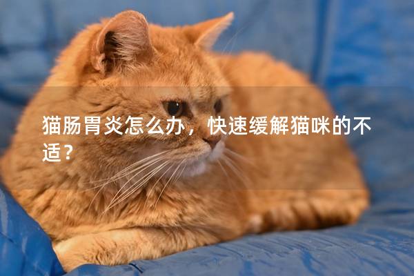 猫肠胃炎怎么办，快速缓解猫咪的不适？