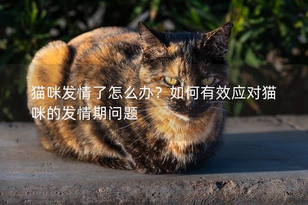 猫咪发情了怎么办？如何有效应对猫咪的发情期问题