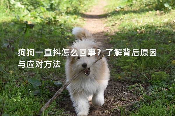 狗狗一直抖怎么回事？了解背后原因与应对方法