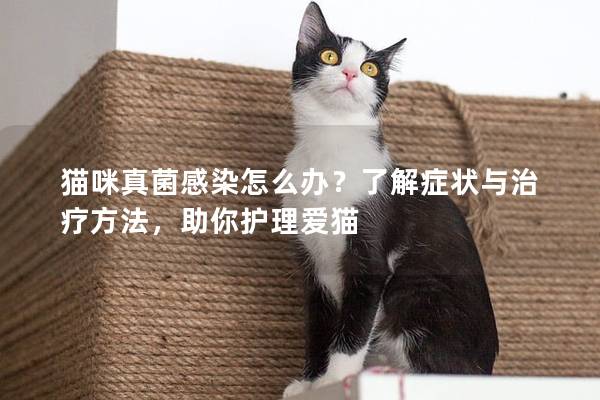 猫咪真菌感染怎么办？了解症状与治疗方法，助你护理爱猫