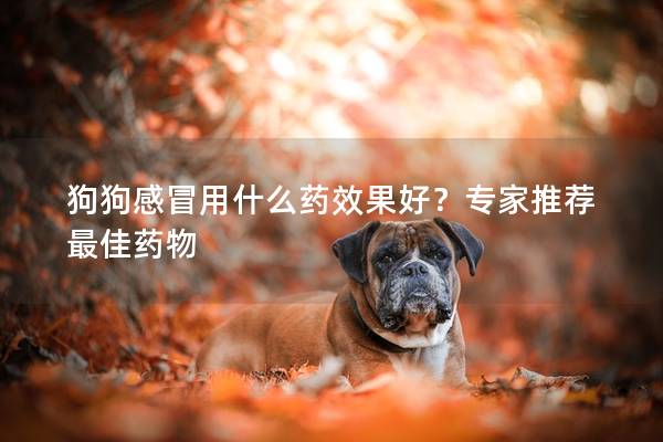 狗狗感冒用什么药效果好？专家推荐最佳药物