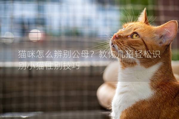 猫咪怎么辨别公母？教你几招轻松识别小猫性别技巧