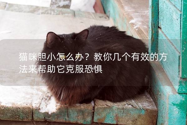 猫咪胆小怎么办？教你几个有效的方法来帮助它克服恐惧