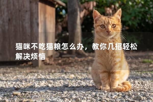 猫咪不吃猫粮怎么办，教你几招轻松解决烦恼