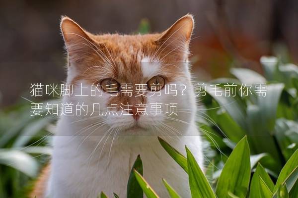 猫咪脚上的毛需要剪吗？剪毛前你需要知道的几点注意事项