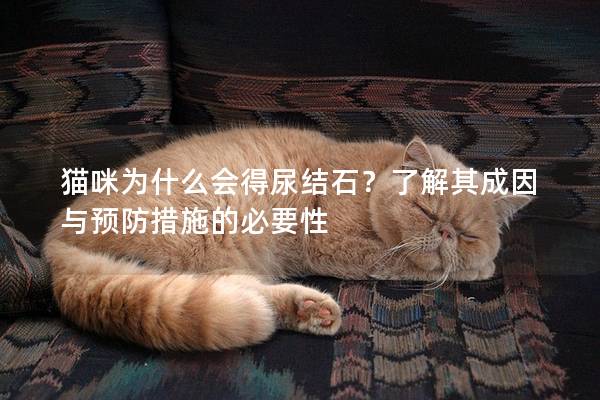 猫咪为什么会得尿结石？了解其成因与预防措施的必要性