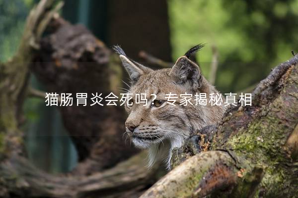 猫肠胃炎会死吗？专家揭秘真相