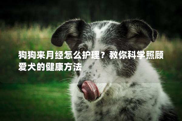 狗狗来月经怎么护理？教你科学照顾爱犬的健康方法