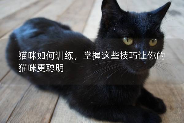 猫咪如何训练，掌握这些技巧让你的猫咪更聪明