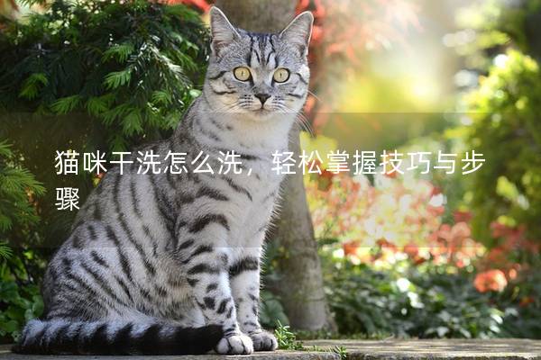 猫咪干洗怎么洗，轻松掌握技巧与步骤