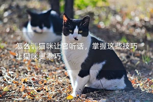 怎么训猫咪让它听话，掌握这些技巧让猫咪更乖巧