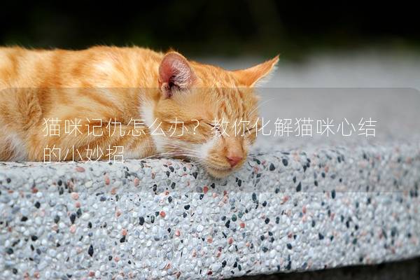 猫咪记仇怎么办？教你化解猫咪心结的小妙招