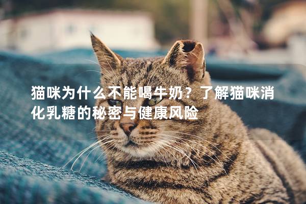 猫咪为什么不能喝牛奶？了解猫咪消化乳糖的秘密与健康风险