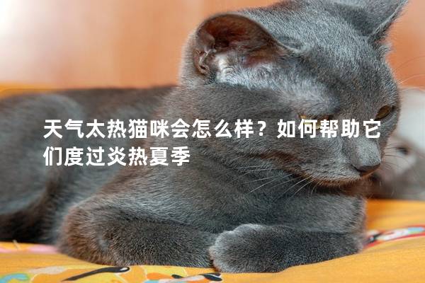 天气太热猫咪会怎么样？如何帮助它们度过炎热夏季