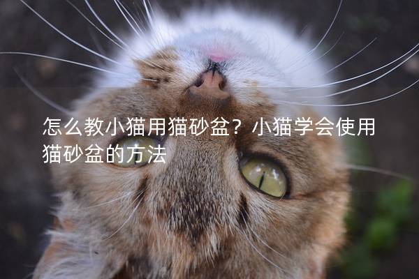 怎么教小猫用猫砂盆？小猫学会使用猫砂盆的方法