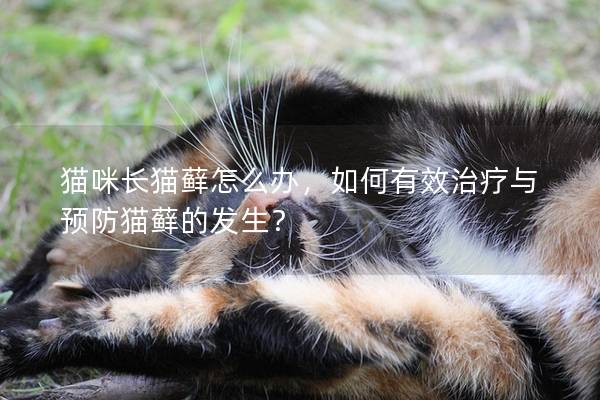 猫咪长猫藓怎么办，如何有效治疗与预防猫藓的发生？