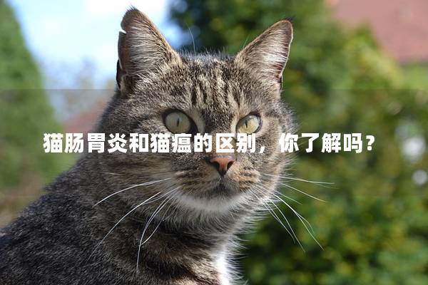 猫肠胃炎和猫瘟的区别，你了解吗？