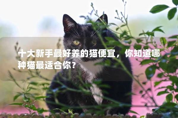 十大新手最好养的猫便宜，你知道哪种猫最适合你？