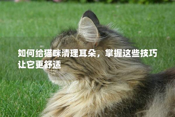 如何给猫咪清理耳朵，掌握这些技巧让它更舒适