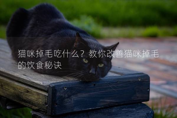 猫咪掉毛吃什么？教你改善猫咪掉毛的饮食秘诀