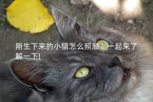 刚生下来的小猫怎么照顾？一起来了解一下!