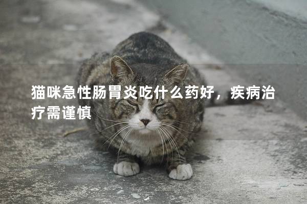 猫咪急性肠胃炎吃什么药好，疾病治疗需谨慎