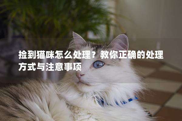 捡到猫咪怎么处理？教你正确的处理方式与注意事项