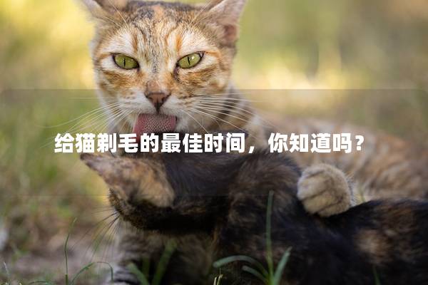 给猫剃毛的最佳时间，你知道吗？