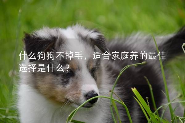 什么狗狗不掉毛，适合家庭养的最佳选择是什么？