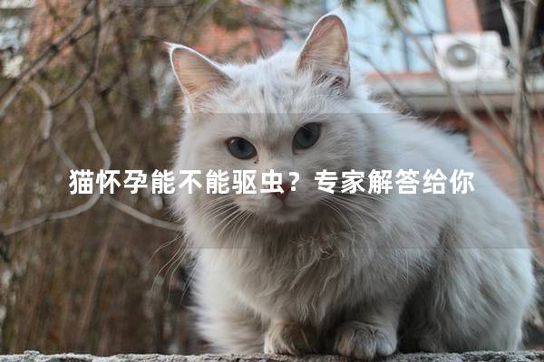 猫怀孕能不能驱虫？专家解答给你