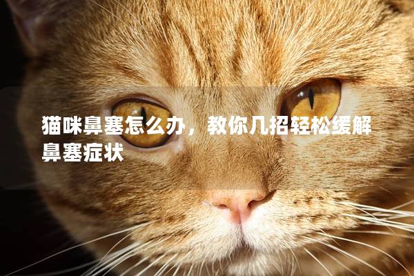 猫咪鼻塞怎么办，教你几招轻松缓解鼻塞症状