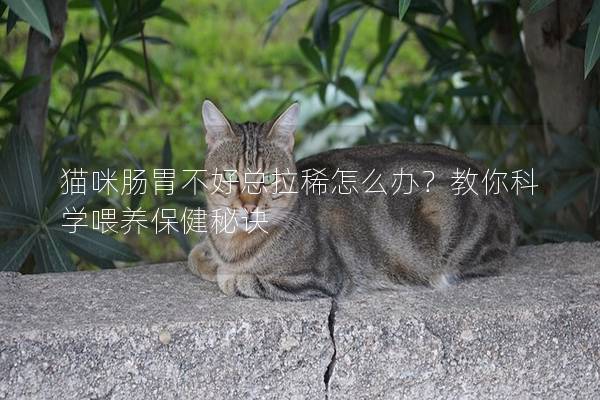 猫咪肠胃不好总拉稀怎么办？教你科学喂养保健秘诀