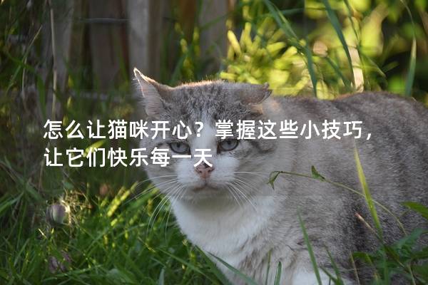 怎么让猫咪开心？掌握这些小技巧，让它们快乐每一天