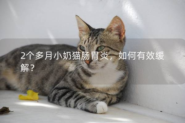 2个多月小奶猫肠胃炎，如何有效缓解？