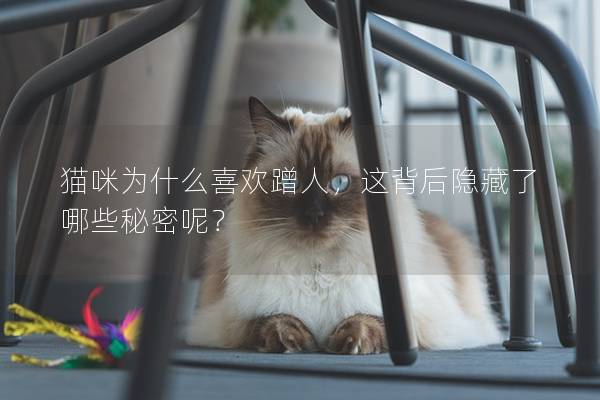 猫咪为什么喜欢蹭人，这背后隐藏了哪些秘密呢？