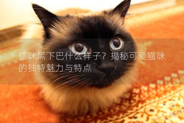 猫咪黑下巴什么样子？揭秘可爱猫咪的独特魅力与特点