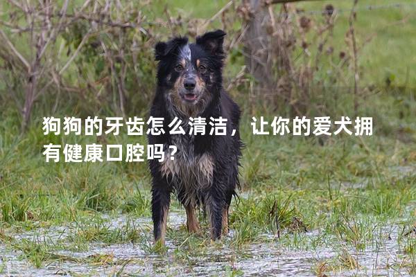 狗狗的牙齿怎么清洁，让你的爱犬拥有健康口腔吗？